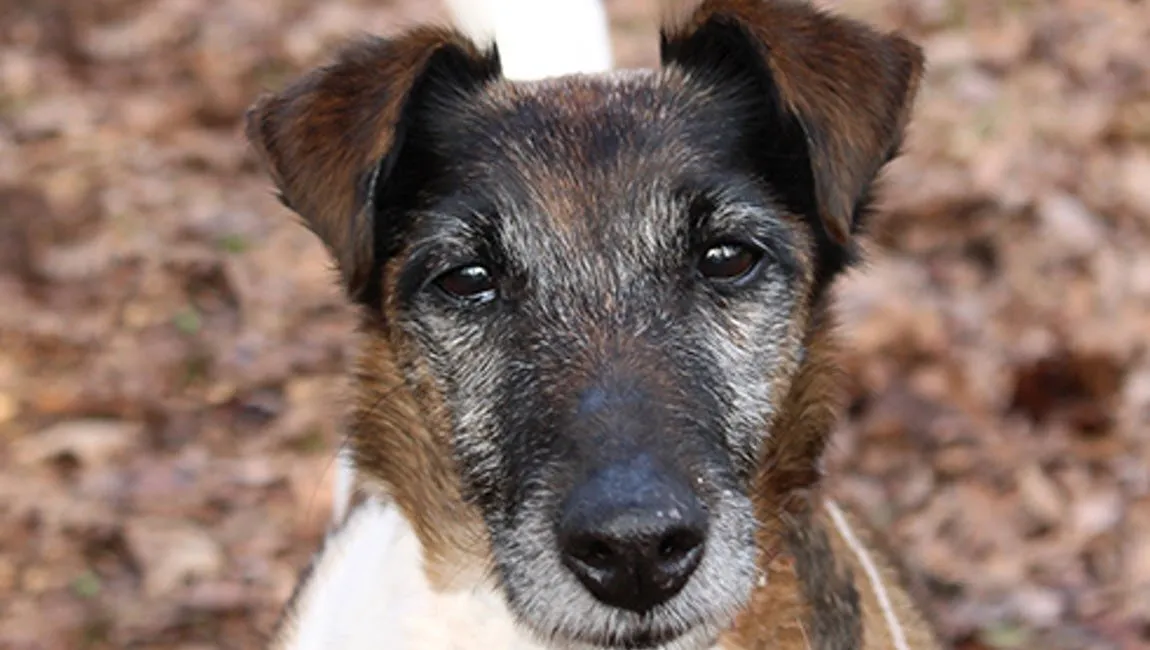 coco 25311 1 dierentehuis arnhem en omstreken