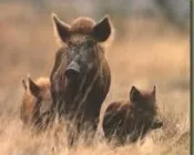 crtcyo7bruyxsb8mmjxu9kcc4 156069