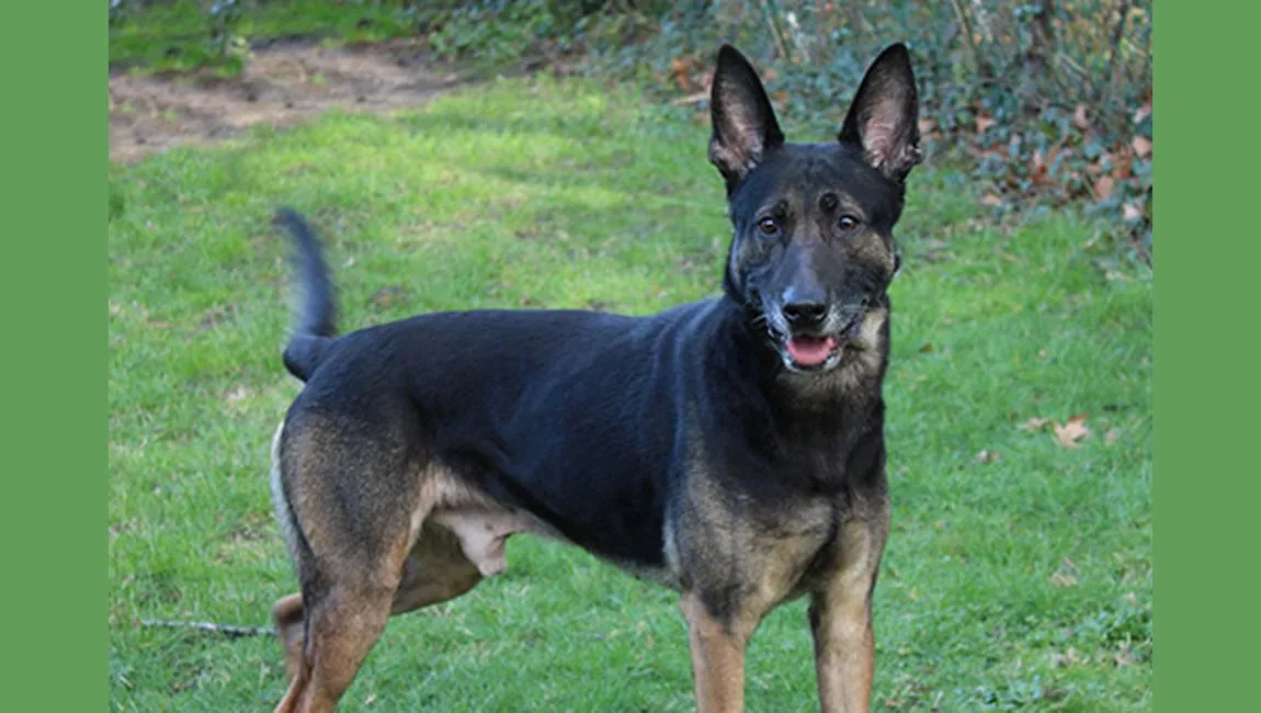 dexter dierentehuis arnhem en omstreken