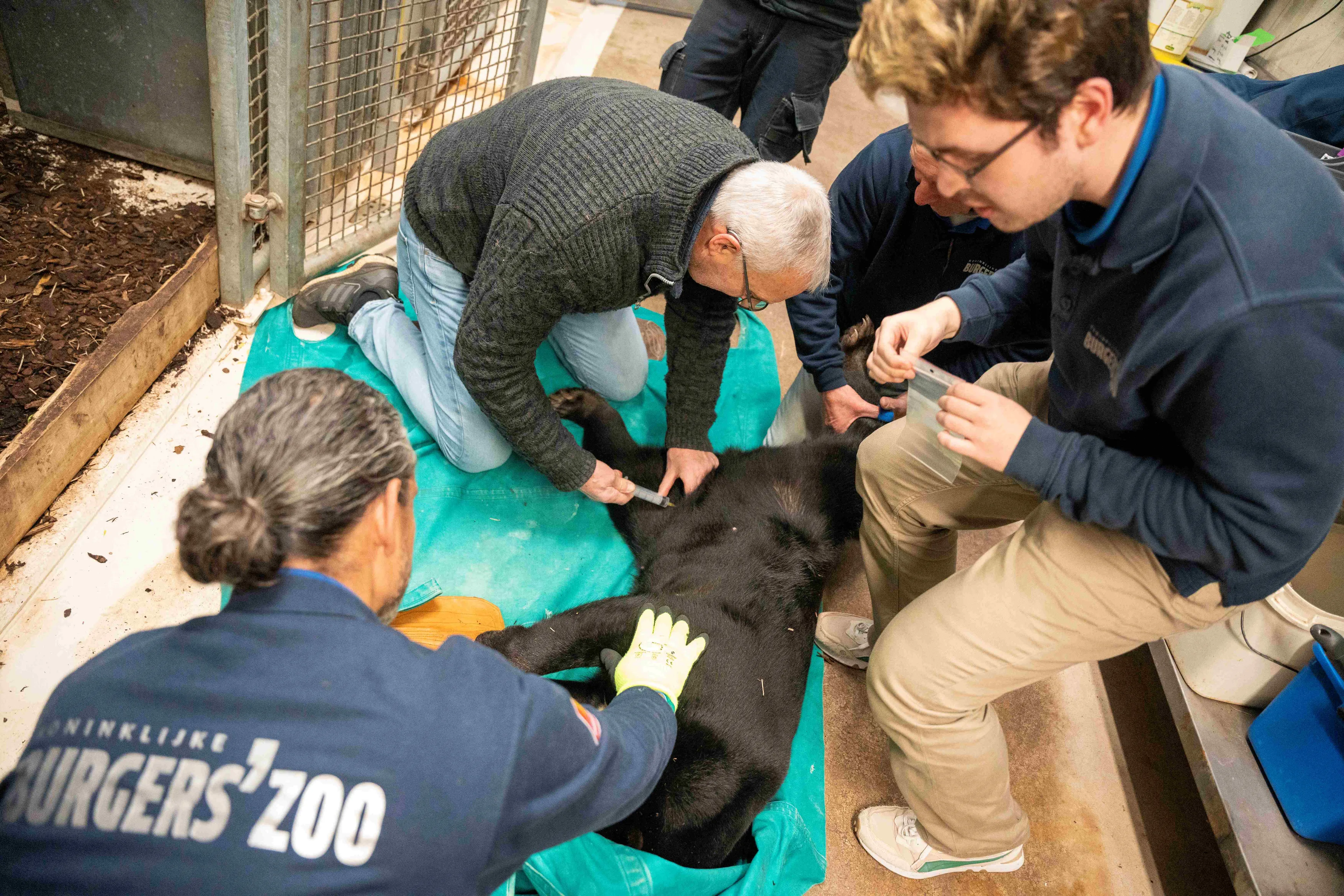 dierenarts neemt bloed af voor onderzoek