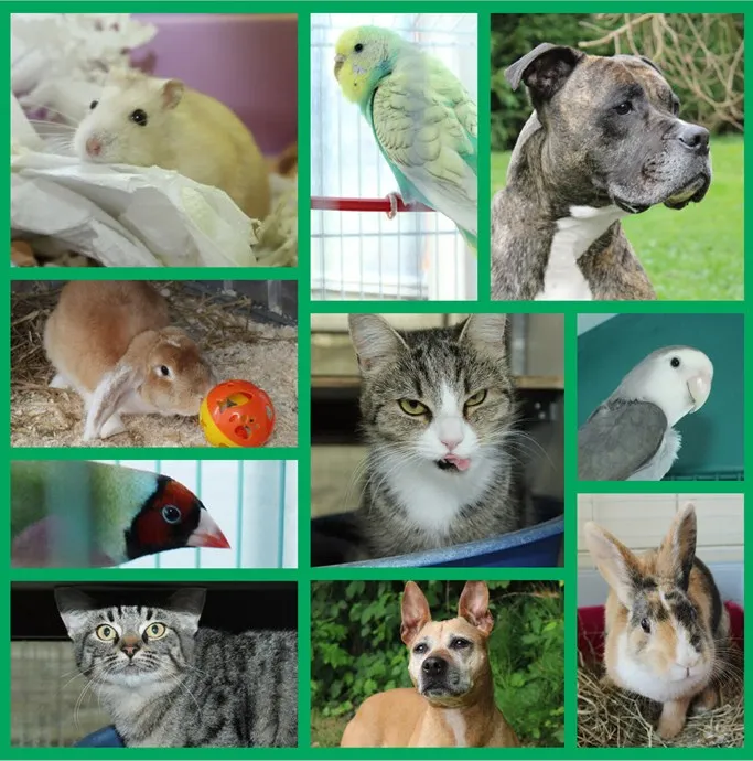 dierenasielfacebook120750104 3255220417864567 3150753280509464689 n