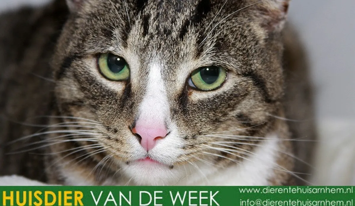 dierentehuis arnhem bliksem 21274 1