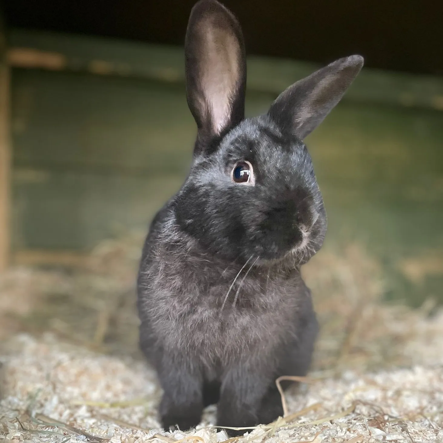 dierentehuisarnhemen omgevingtimmy