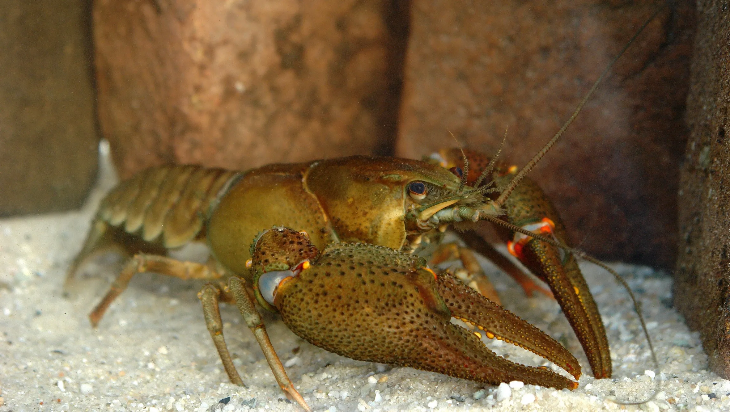 dohfrxkizvu8gl1pyb0a08zao europese rivierkreeftmanfoto fabrice ottburg