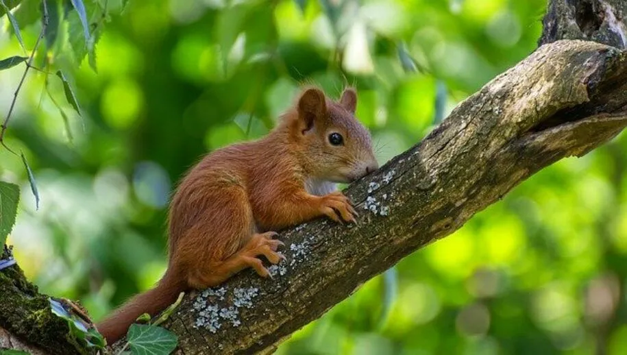 eekhoornsquirrelpixabay 4310069 640 915x518 1