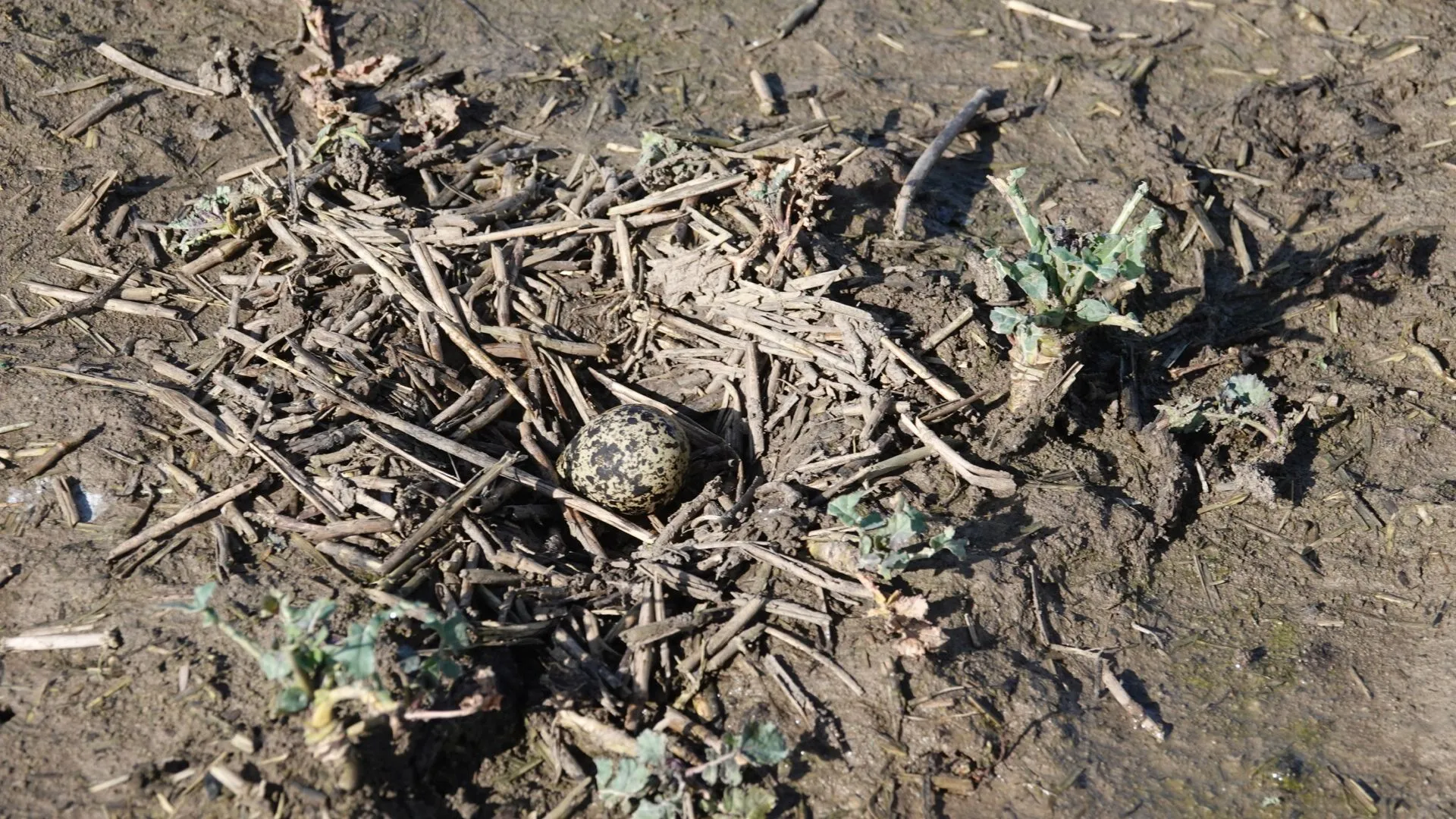 eerste kievitsei 2024