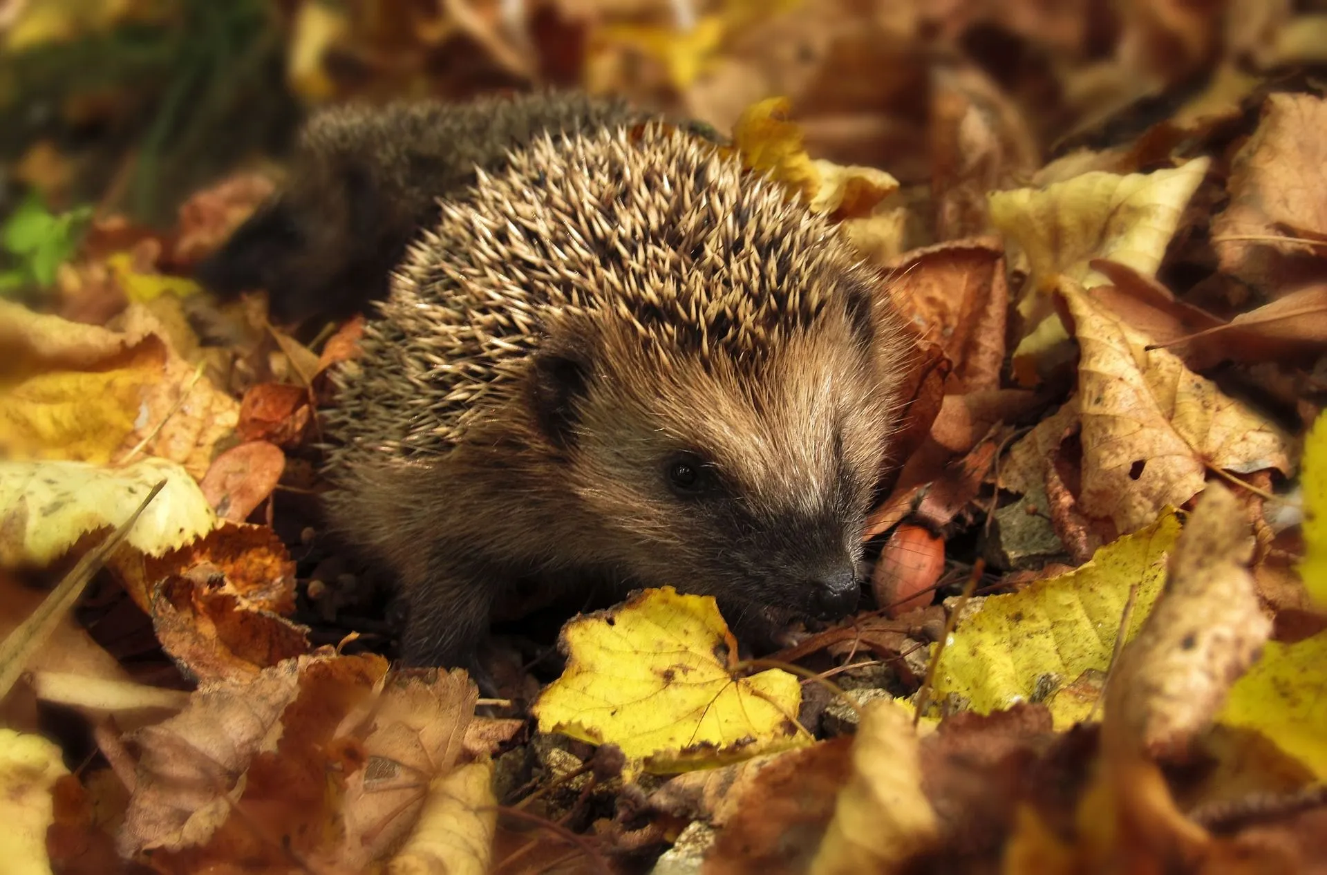 egelhedgehog 985315 1920