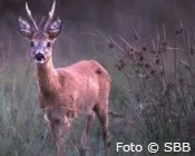 eha8zyhb87hu65fgzzfff1jh1 159180