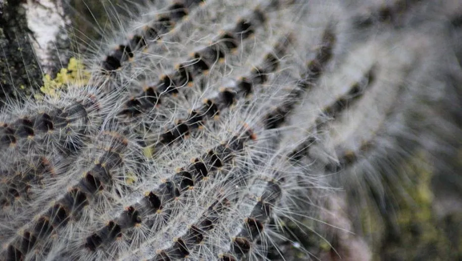 eikenprocessierupskleuskewikimedia 915x518 1