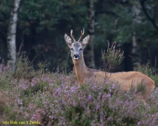 f4mb9jtrg1ks28b6cmmnb1h4r 186535