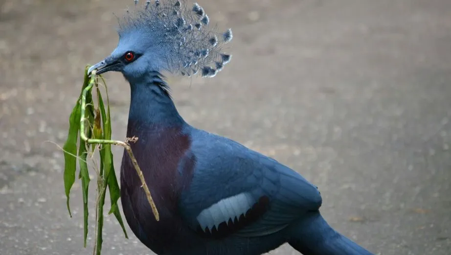 f63i91nk53db5o5p6gfaf9j6u burgerszooarnhemnieuwssvenhans20140711 6
