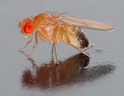 fruitvliegjeswikipedianl