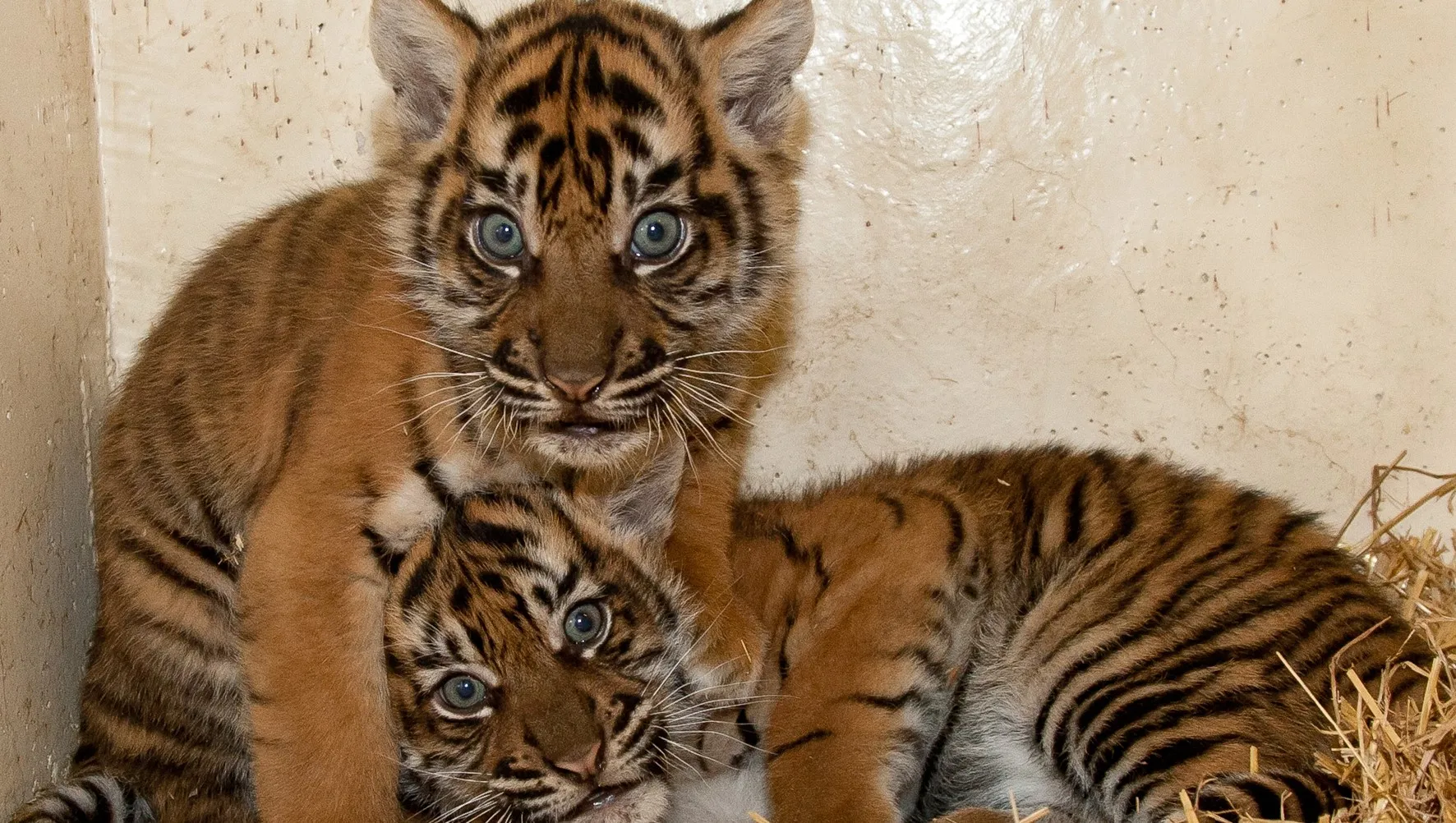 ft5z9dod8apmvzbc91hea7kug tijgertweelingtheo kruseburgers zoo arhem