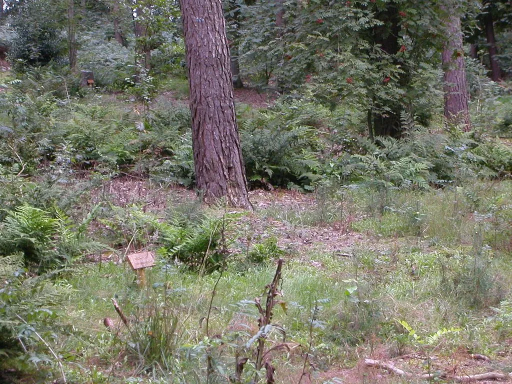 grafopnatuurbegraafplaatswikipedia