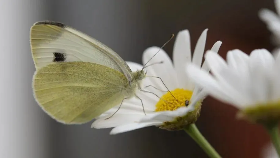 groot koolwitje m w via pixabay 915x518