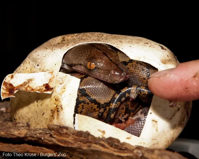 h6nsc8qu52dy8ecqt8onelj0o 151807