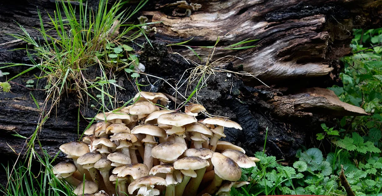 heemtuin paddenstoelentocht natuurcentrum arnhem