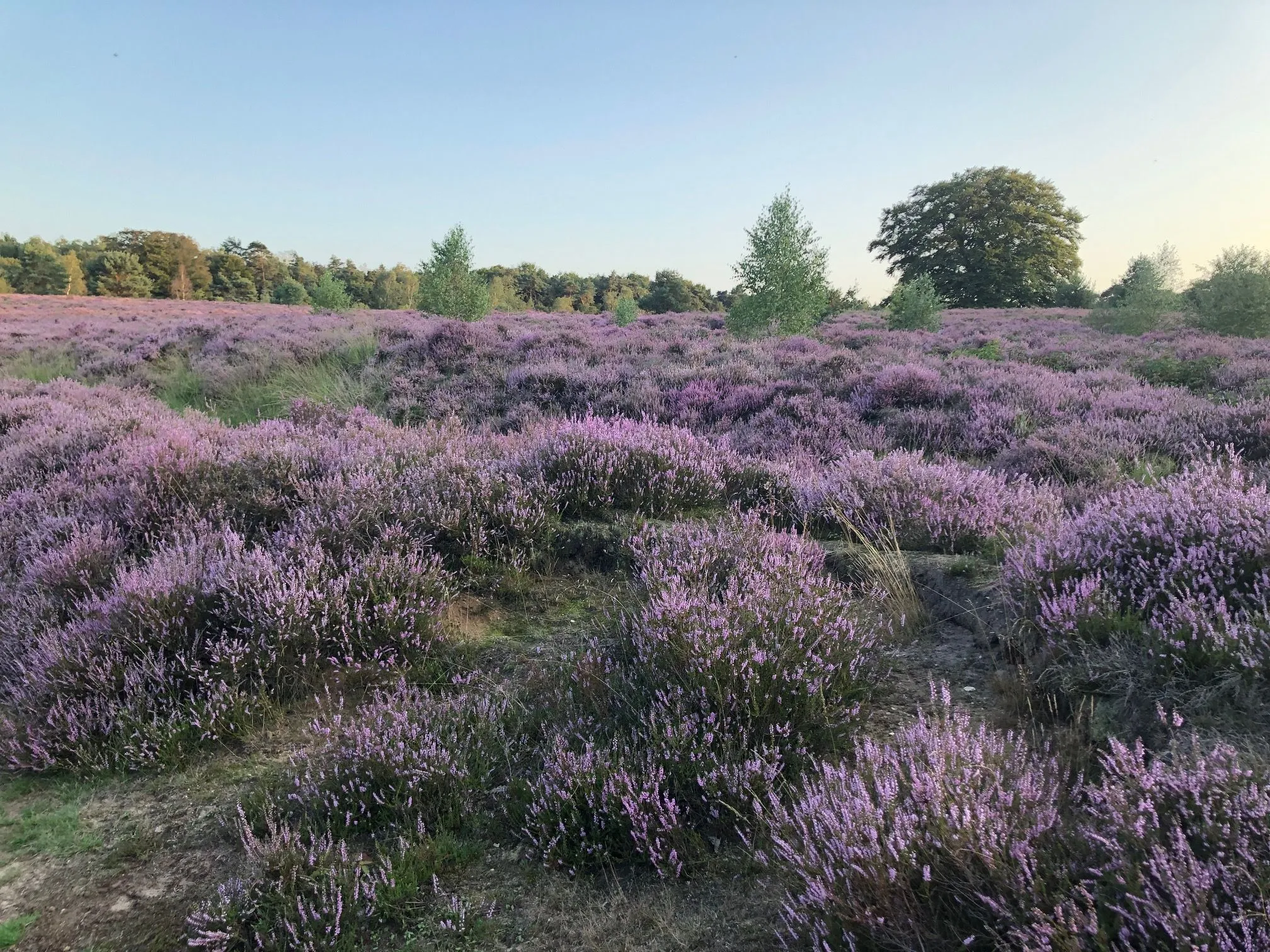 heidein bloei2