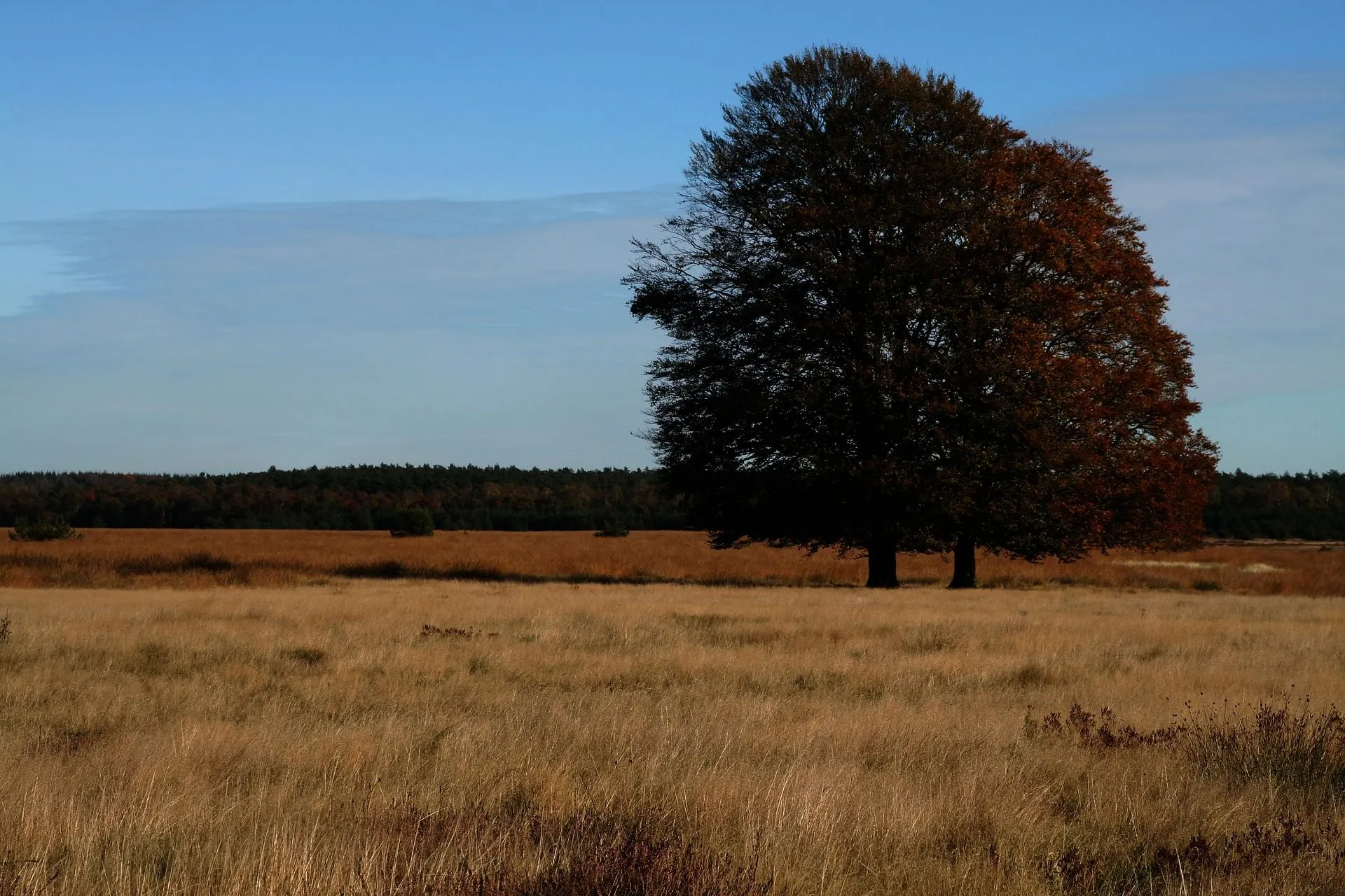 hoge veluwe2 pixabay