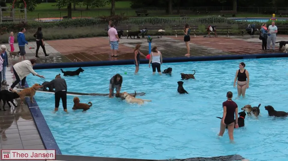 hondenzwemmen1