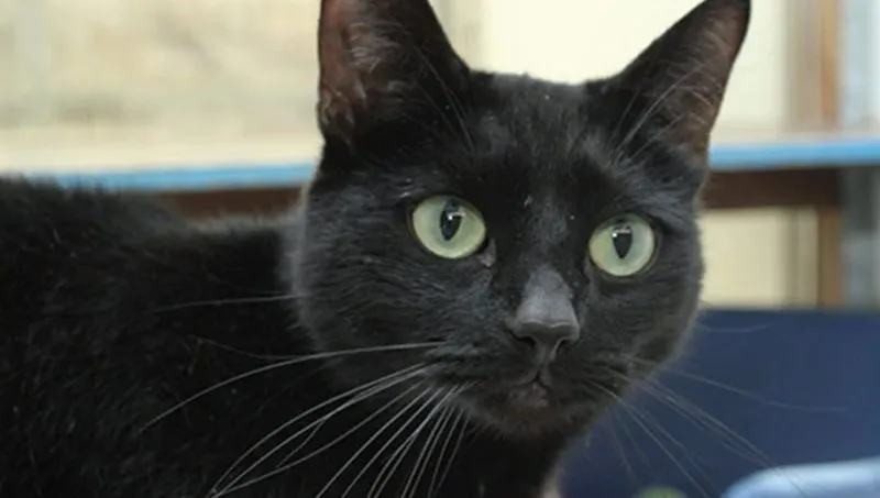 hugo2 dierentehuis arnhem en omstreken 915x518