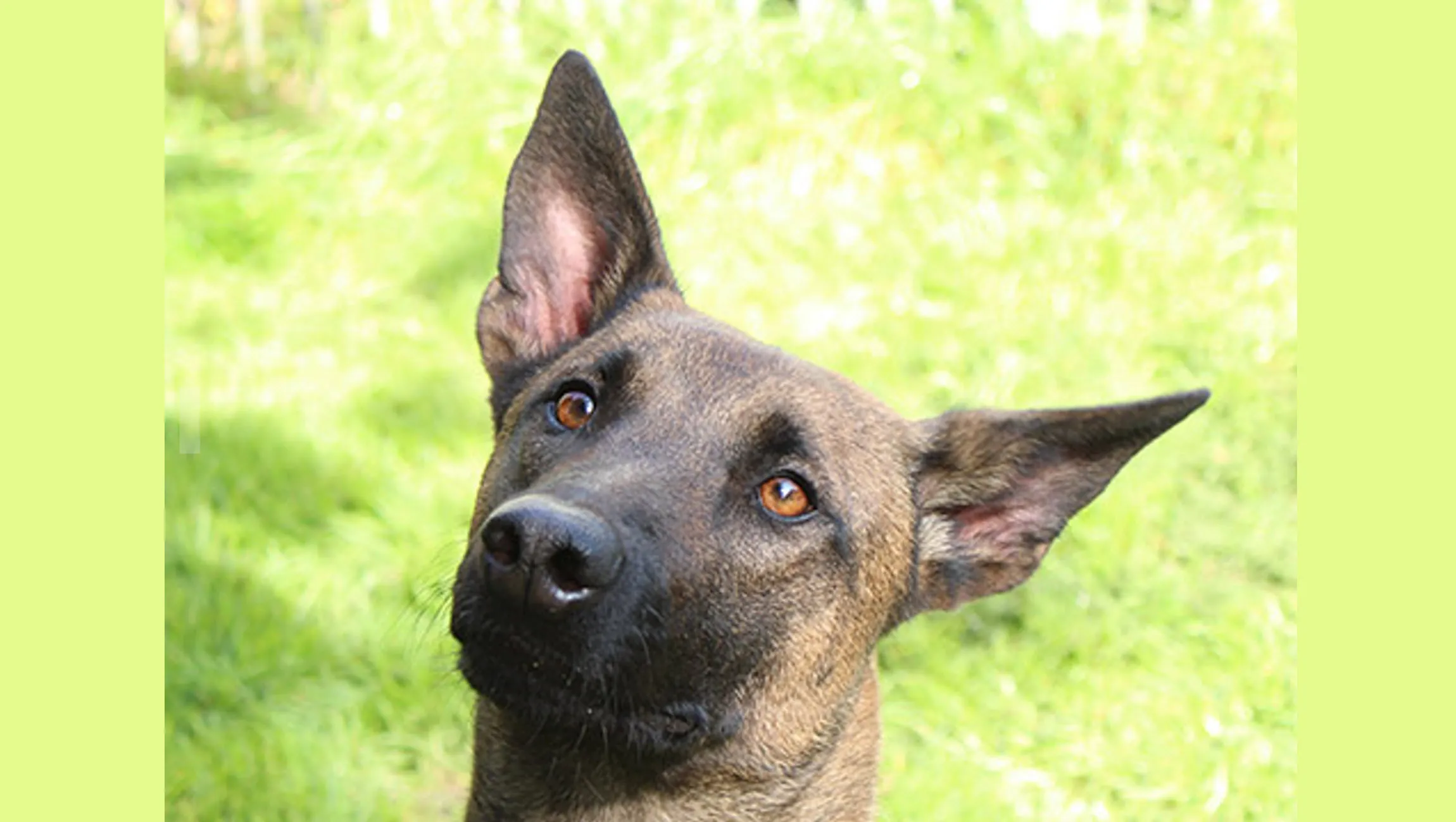 huisdier van de week mina dierentehuis arnhem en omstreken