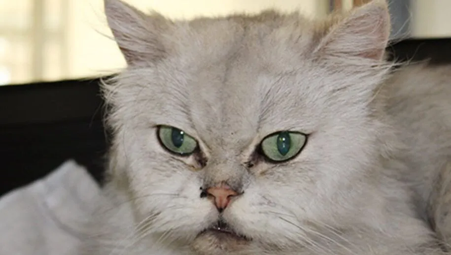 huisdiervan de week taz dierentehuis arnhem en omstreken 915x518 1