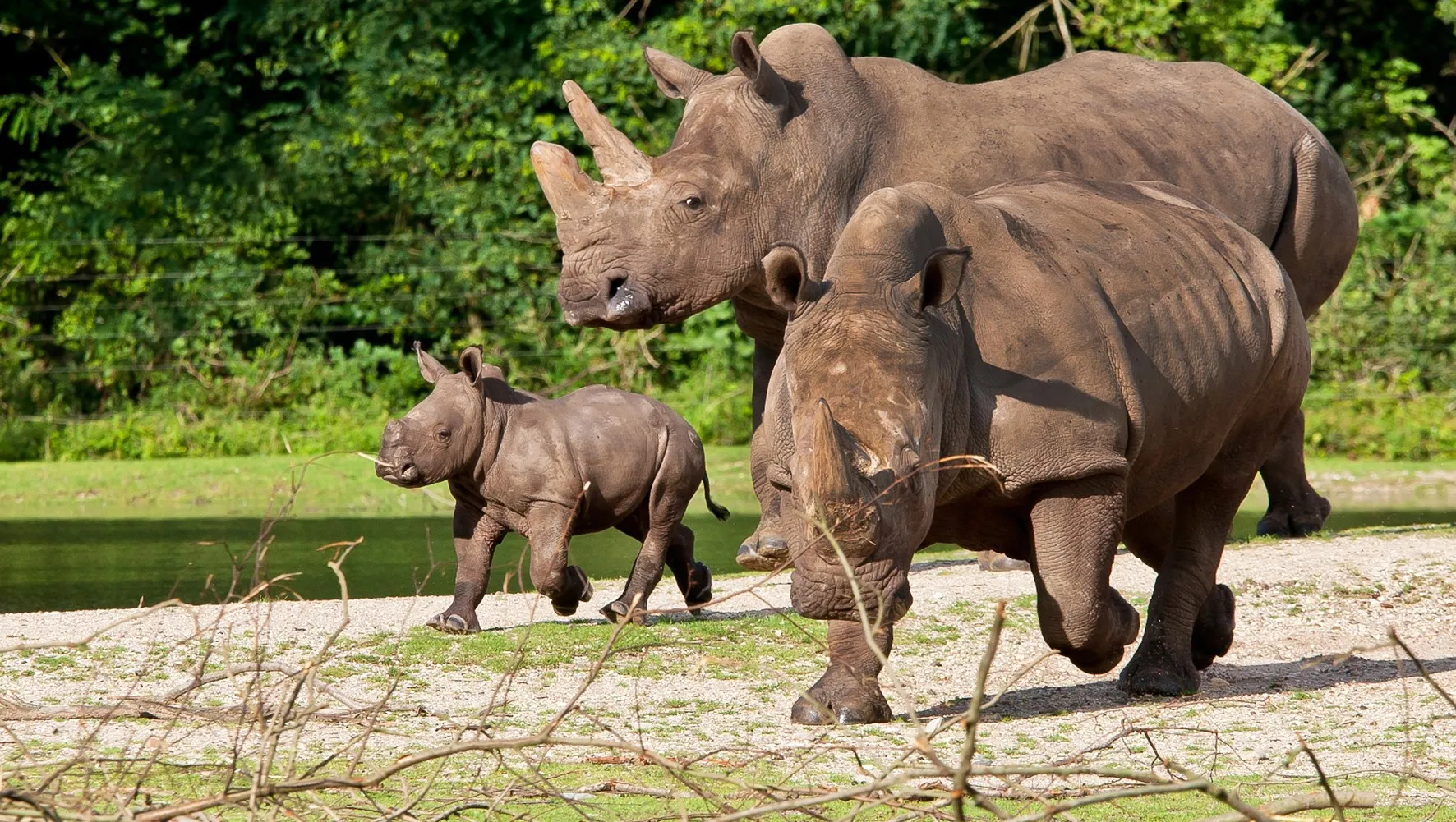 i6iy50rqfjn5szjlbso0gt0gx koninklijkeburgerszooarnhemneushoorntheokruse 1