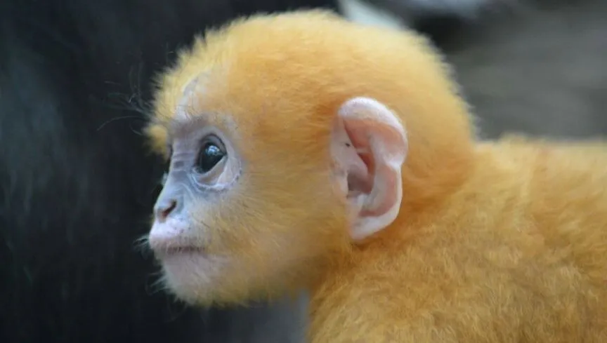 ibnolxyrfypwnc6ke9wrln1ew burgerszooarnhemnieuwssvenhans20140711 2