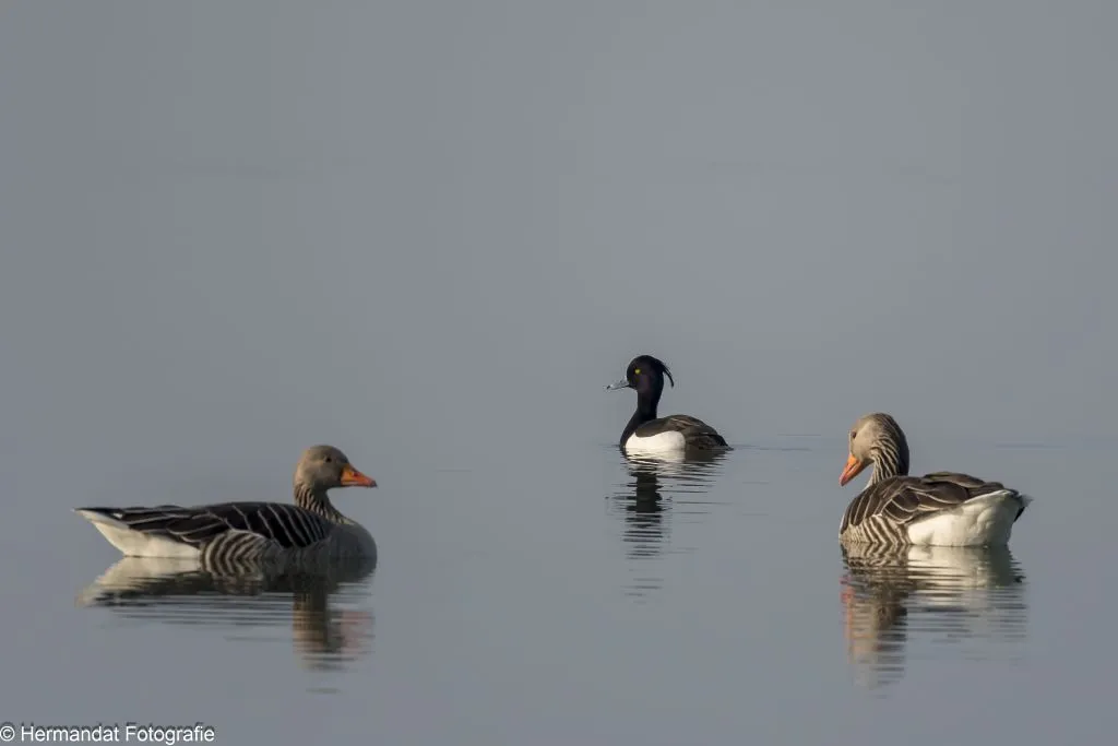 ivnrijnwaalkuifeend met grauwe ganzen 9763