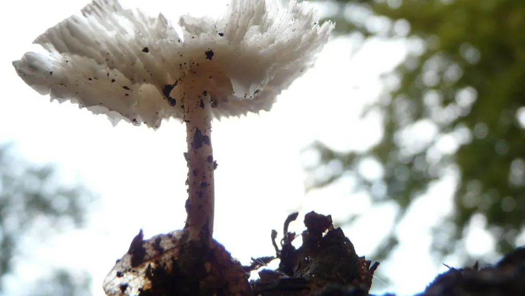 j6bfse19t9g7096nq40ftcuw2 ivn arnhem paddenstoelfoto maria pompe