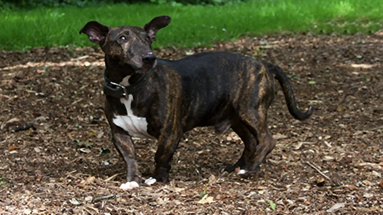 jacco 25317 2 dierentehuis arnhemen omstreken