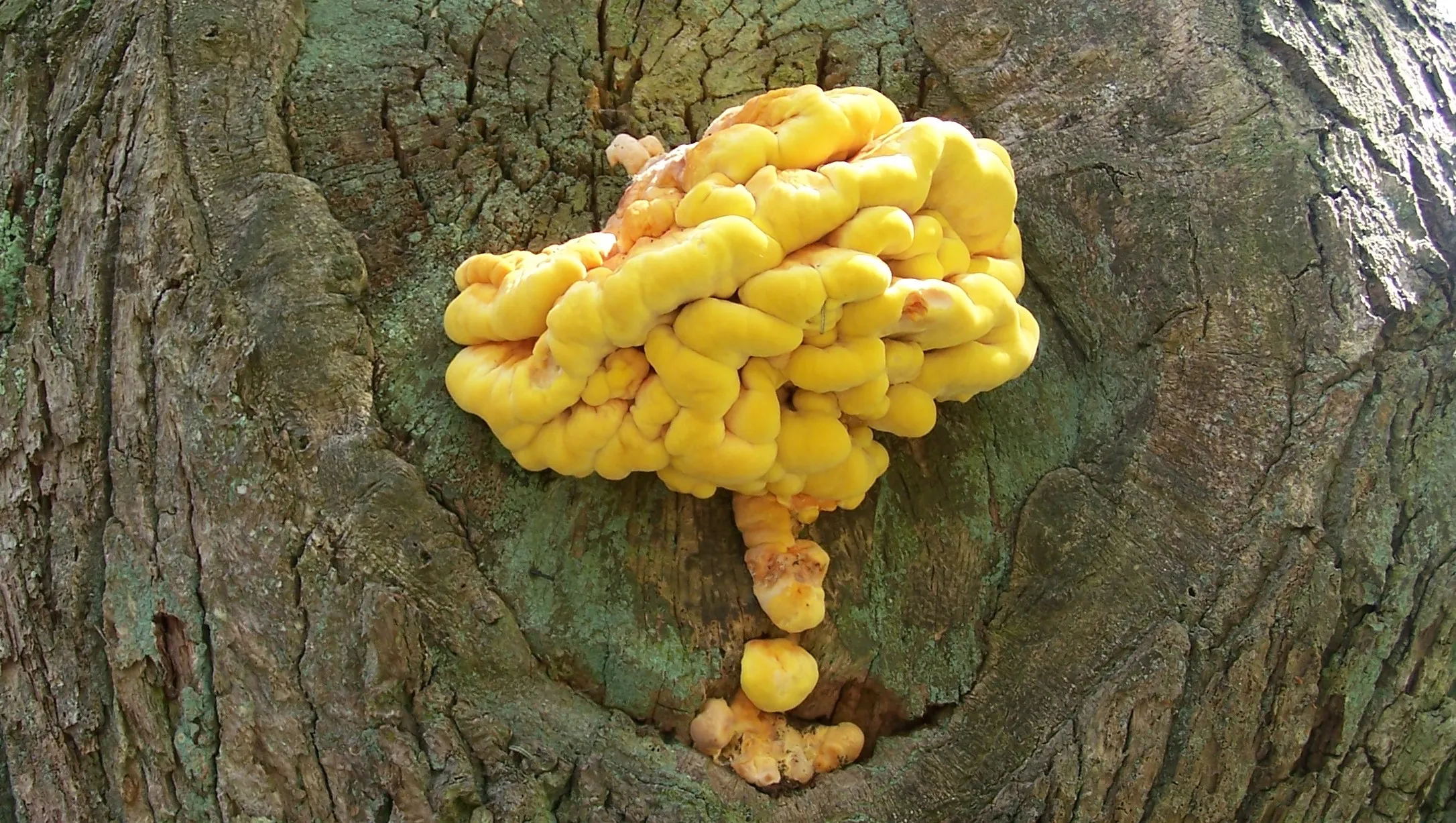 jgd9pu5nqn3wueef2fbyhqi8b paddestoelsonsbeek arnhem