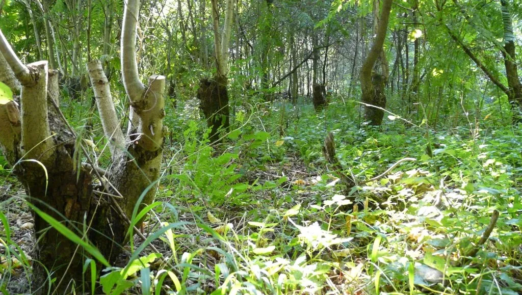 lhyxes7mjujh18ki3tilns9zx ivn arnhembomenmaria pompe 1