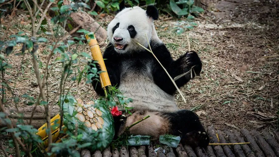 ma1lwrvqy09qk2a1w7gugo6b3 pandachinareuzenpandadierentuinbedreigdediersoorthqfotoa