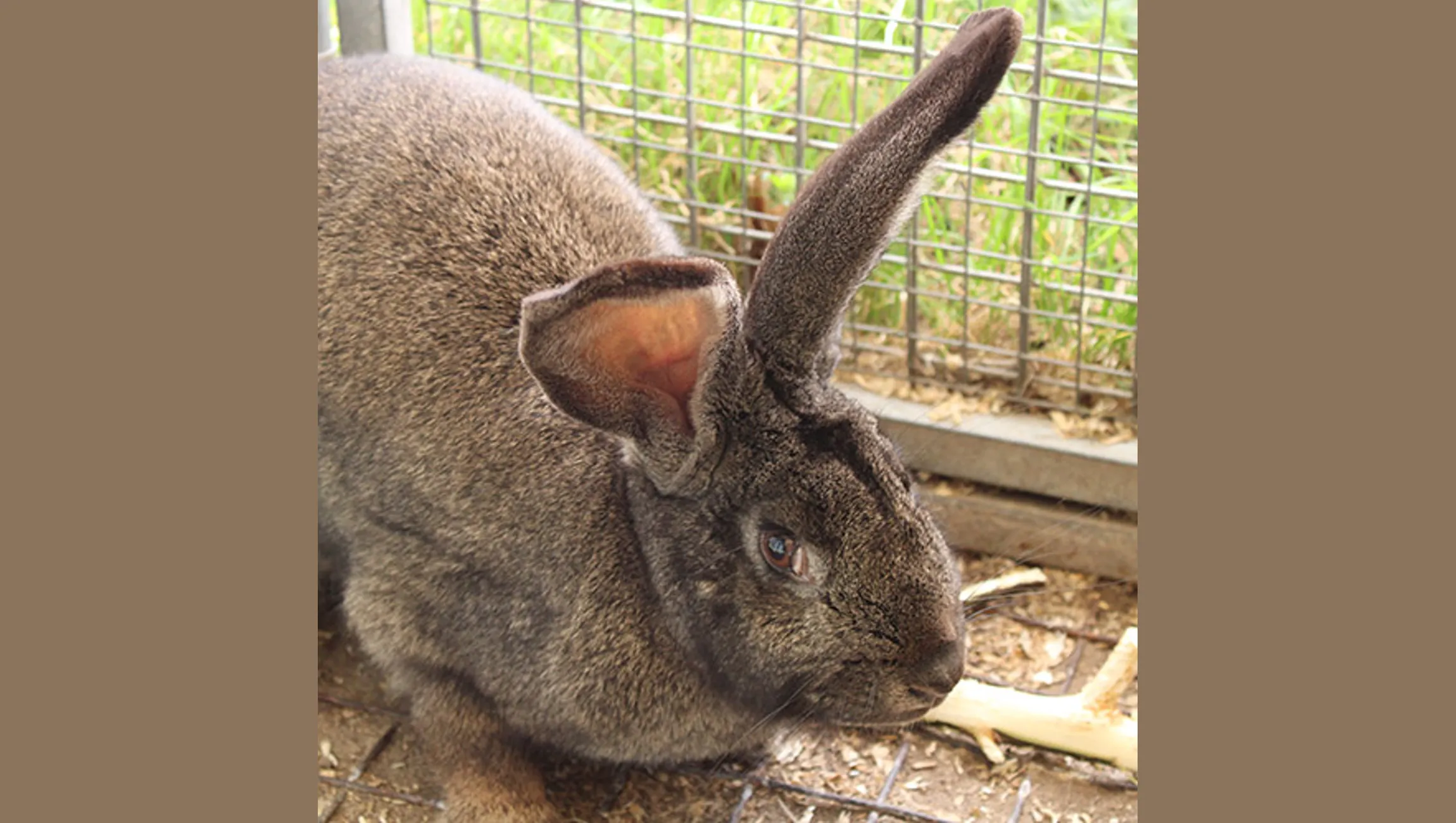 madelief dierentehuis arnhem en omstreken