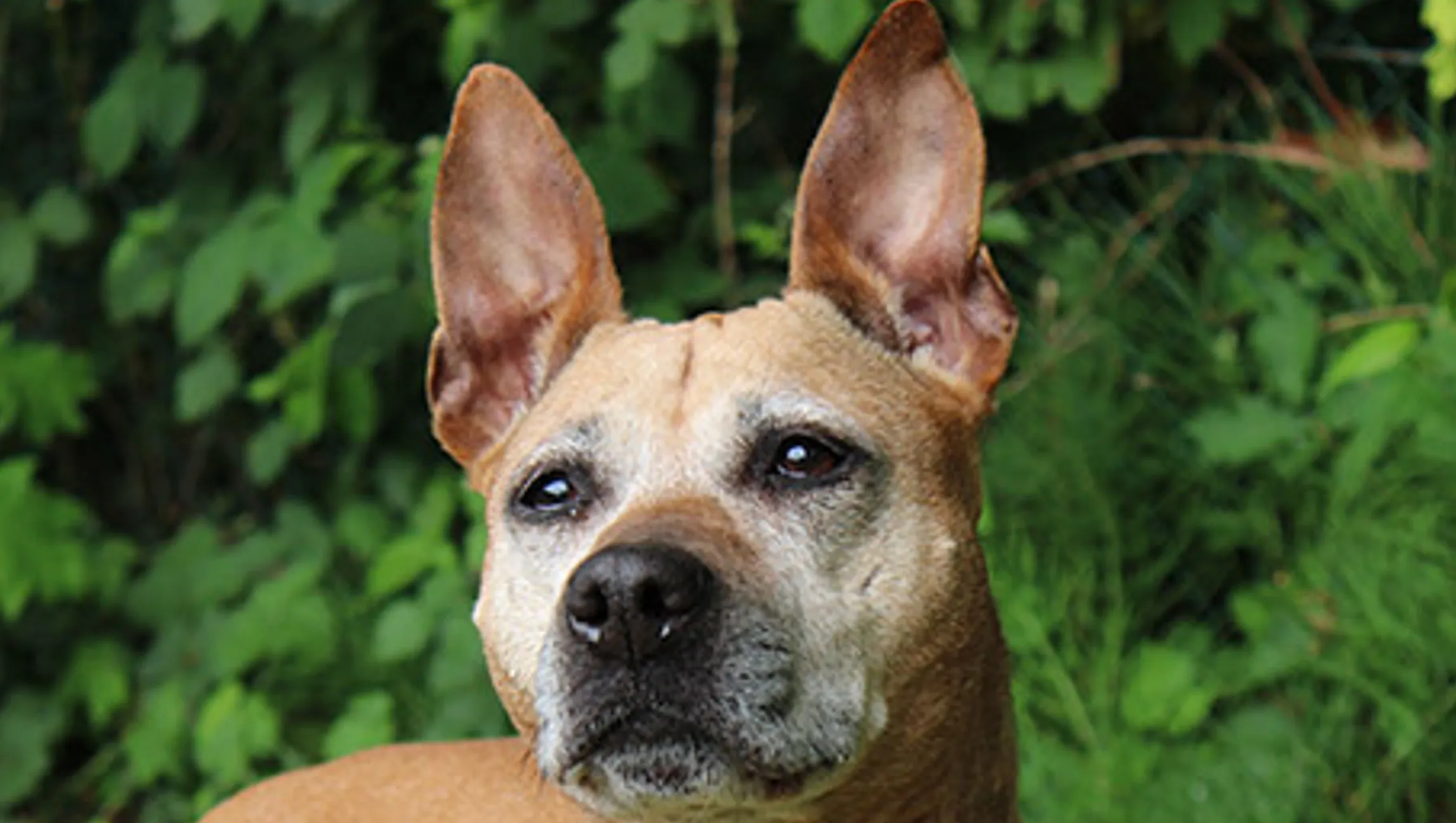 moira dierentehuis arnhem en omstreken