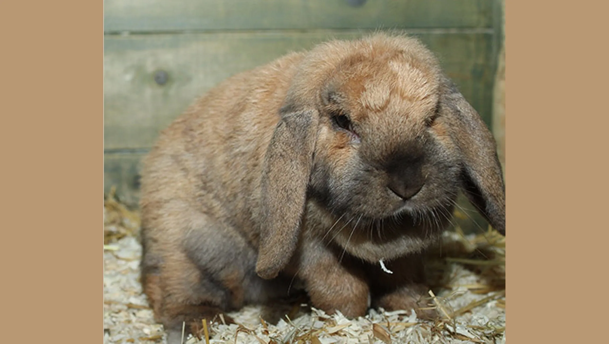 mopsy dierentehuis arnhem en omstreken