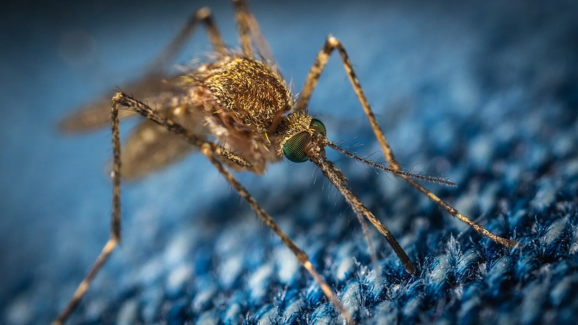 mosquito pixabay