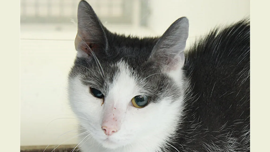 mushu dierentehuis arnhem en omstreken