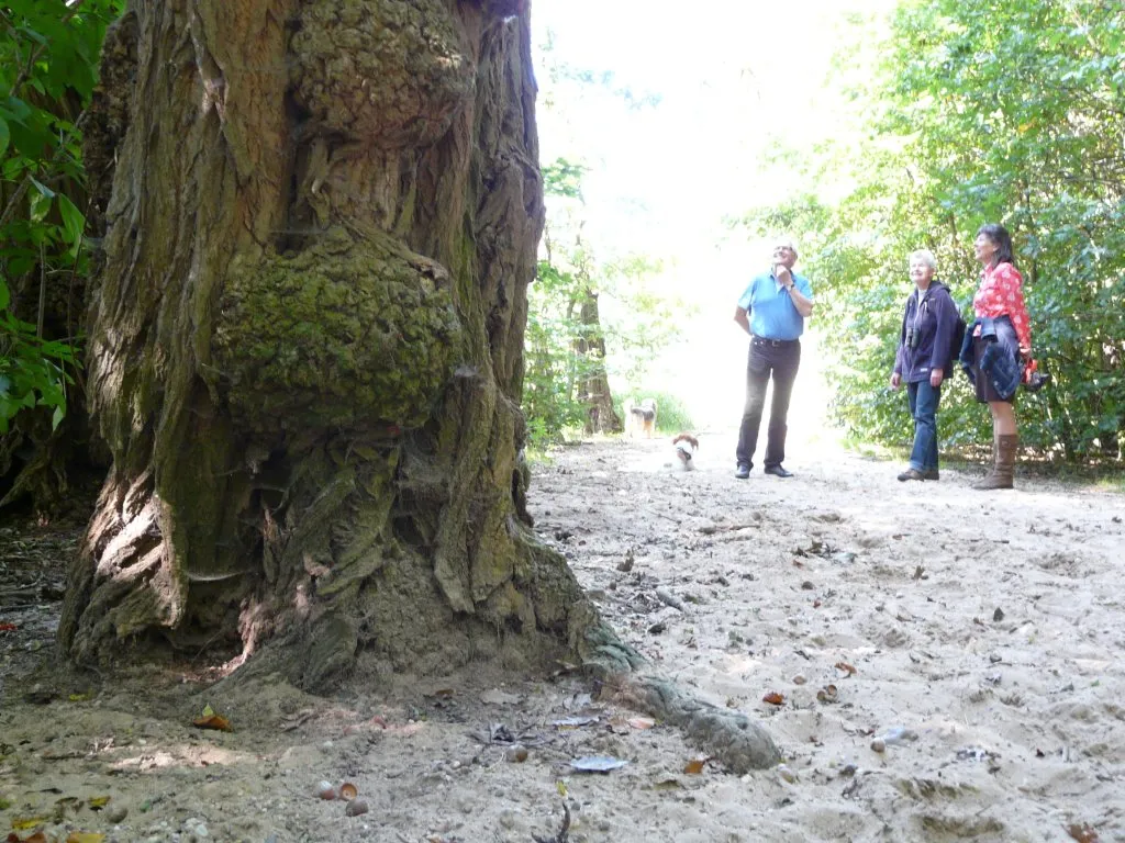 n5vtlhl7vo9srgjgq7ueekek8 park zypendaalbomenarnhemmaria pompe