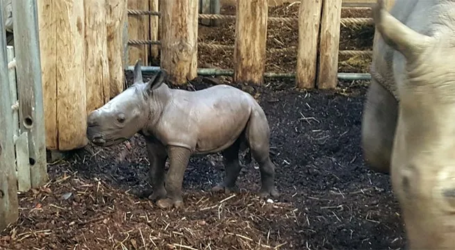 neushoornjongburgerszoo