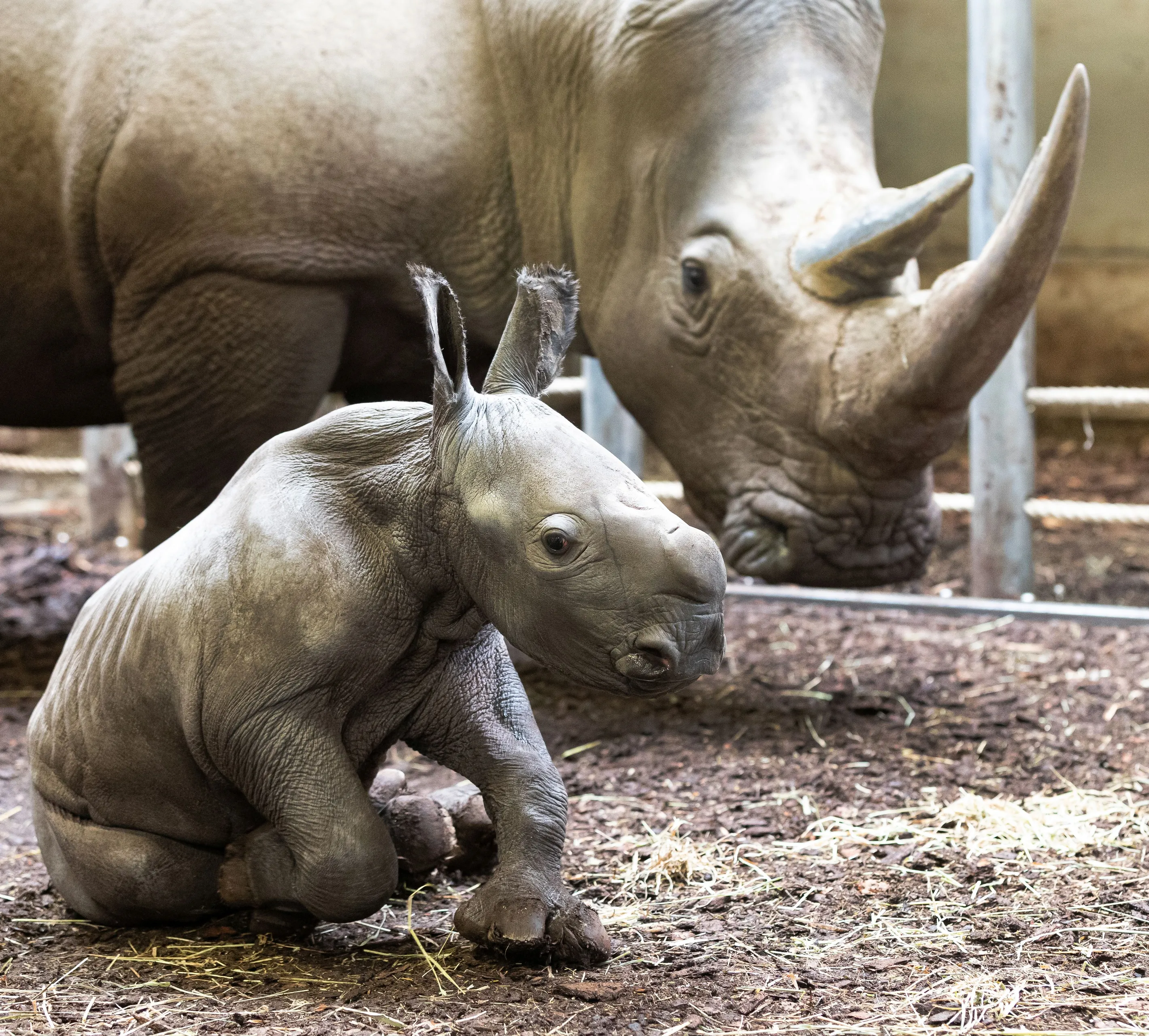 neushoorntje burgerszoo21