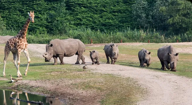 neushoorntje