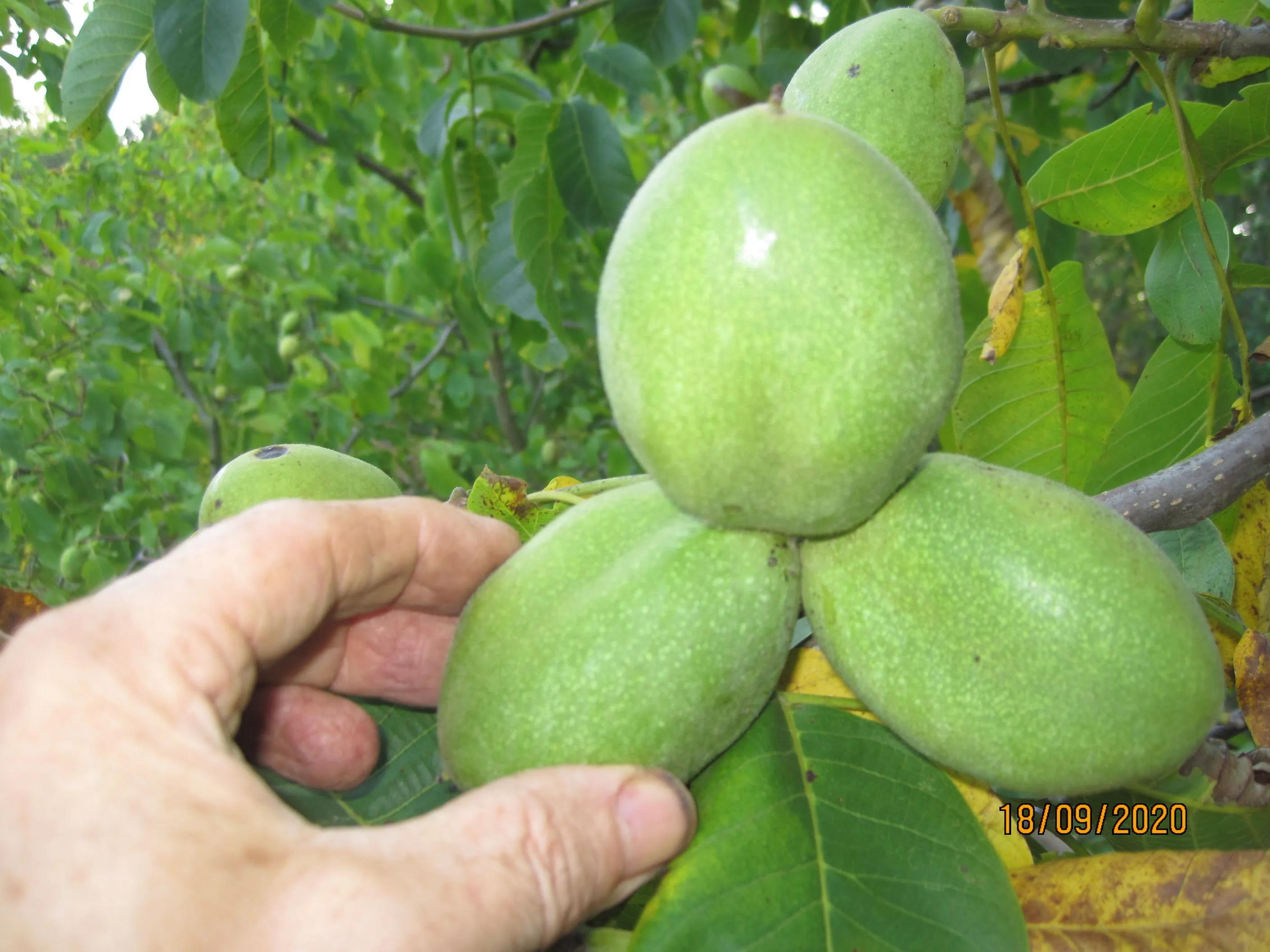 nuttylarensteinvan hallunnamed 1