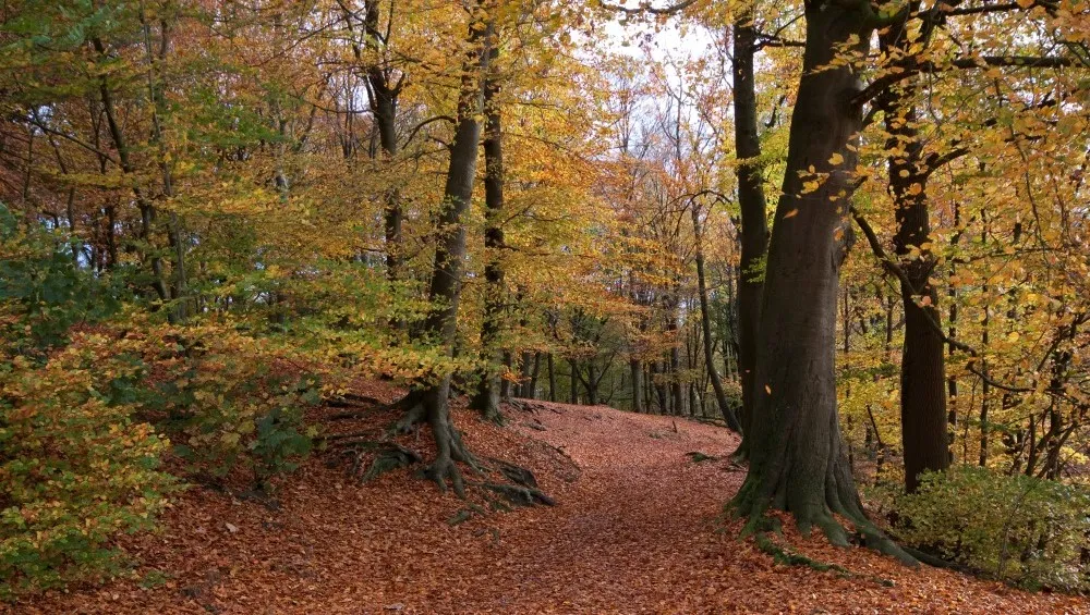 nzpn35a0qtye1qhlysm0tcxkr rosendael omgeving jennie burgers