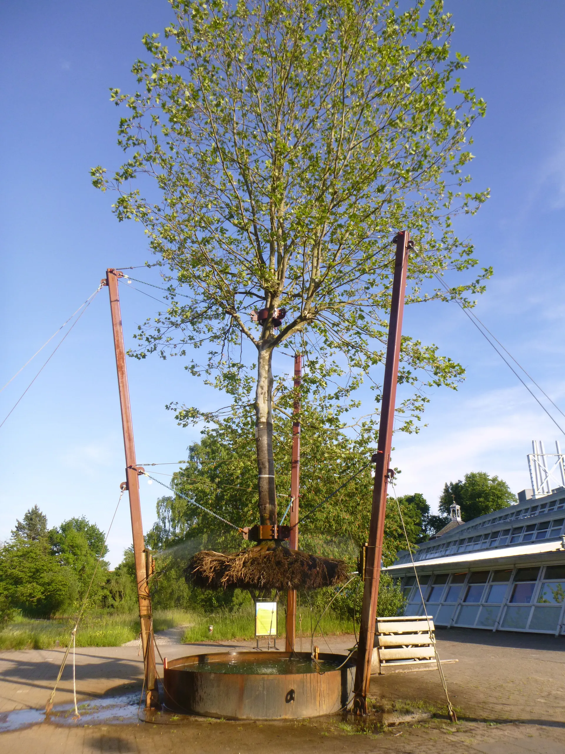 ontworteldeboom