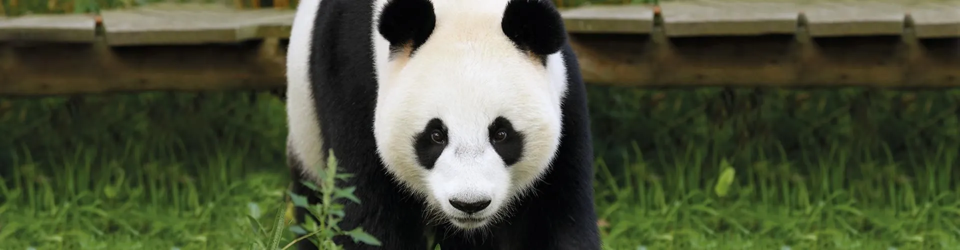 ouwehandsreuzenpanda promo 1