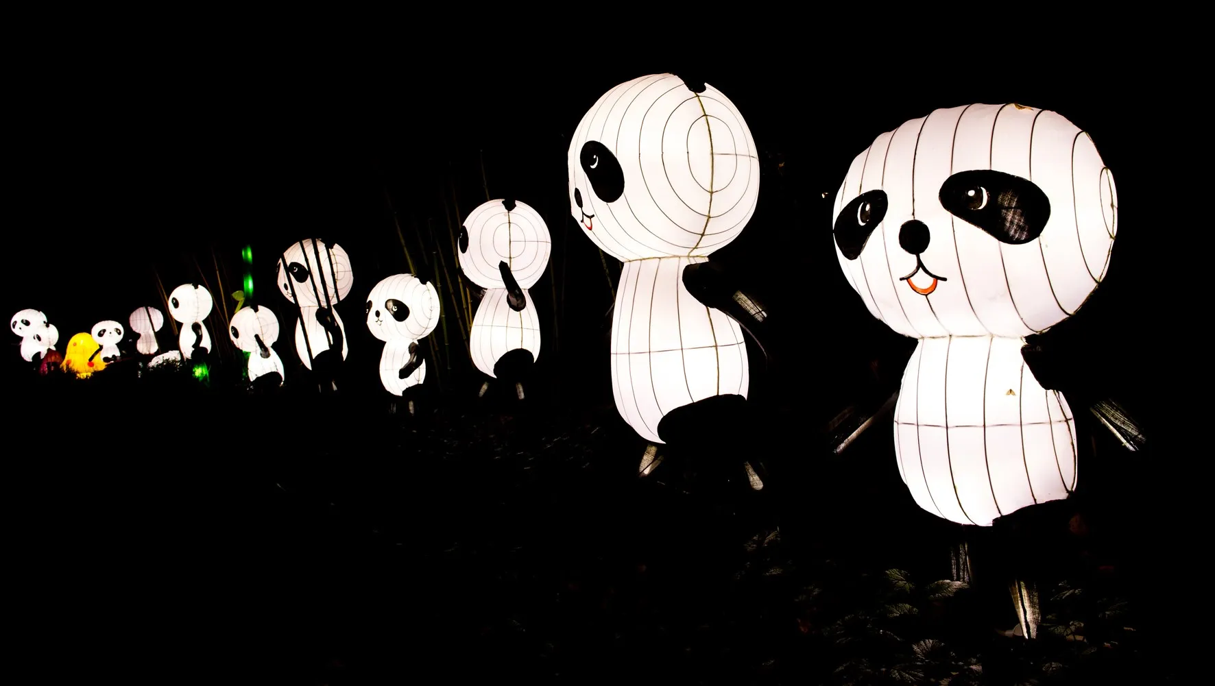 panda
