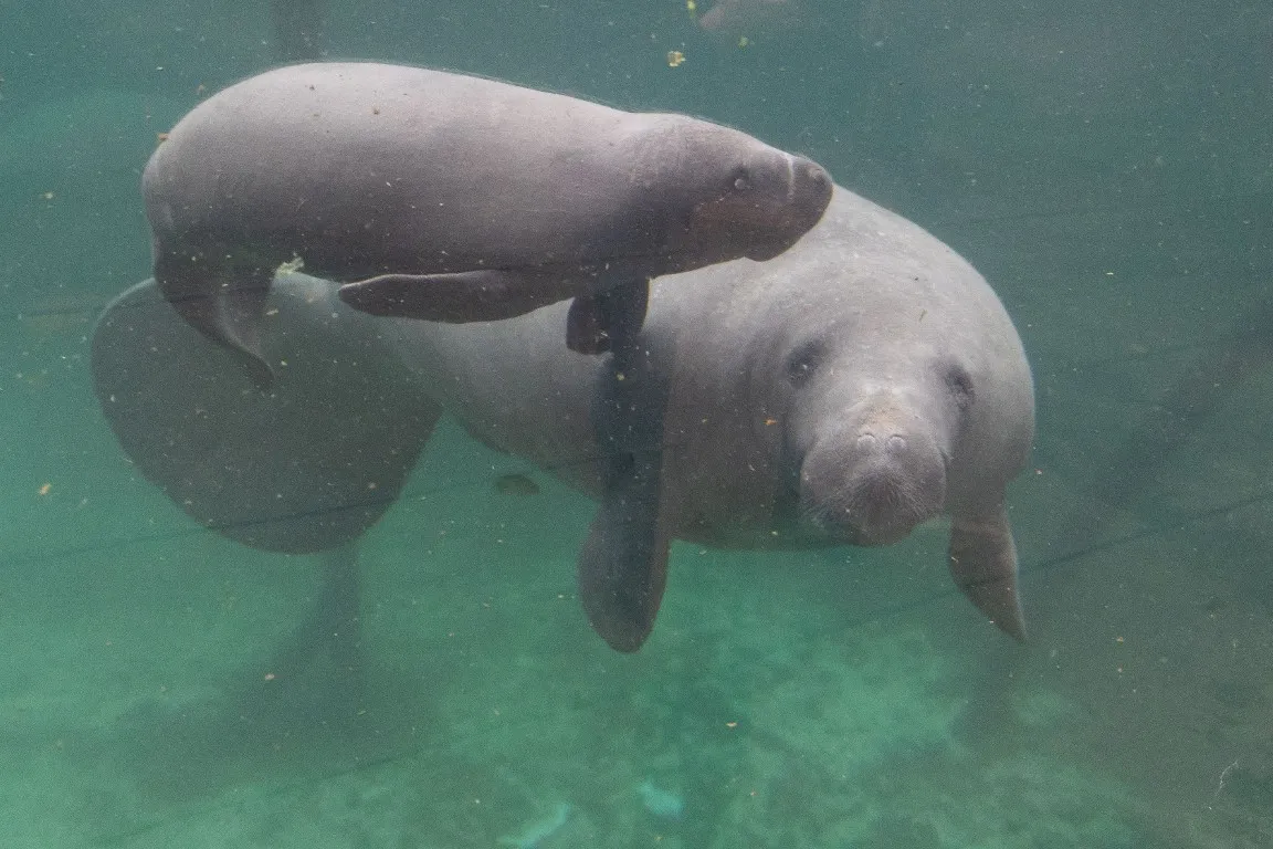 pasgeboren zeekoe 1 middel